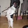 balerina
